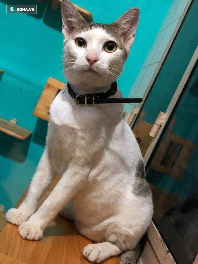 4 tuần hồi sinh kì diệu của chú mèo bị siết cổ, thịt thối rữa thành thú cưng chuẩn sang chảnh-5