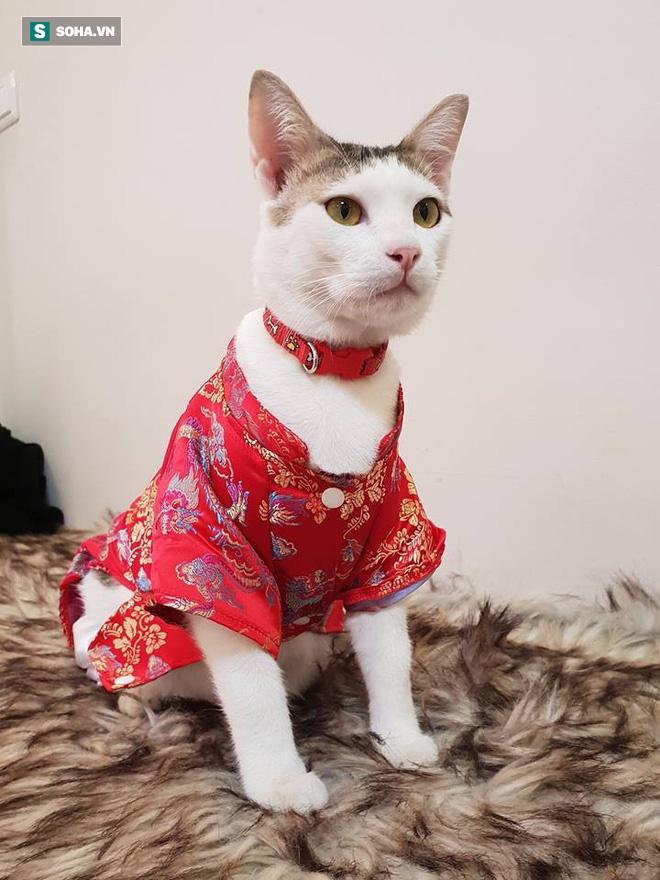 4 tuần hồi sinh kì diệu của chú mèo bị siết cổ, thịt thối rữa thành thú cưng chuẩn sang chảnh-6