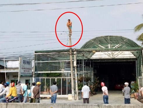 Ngáo đá trèo cột điện rồi không chịu xuống