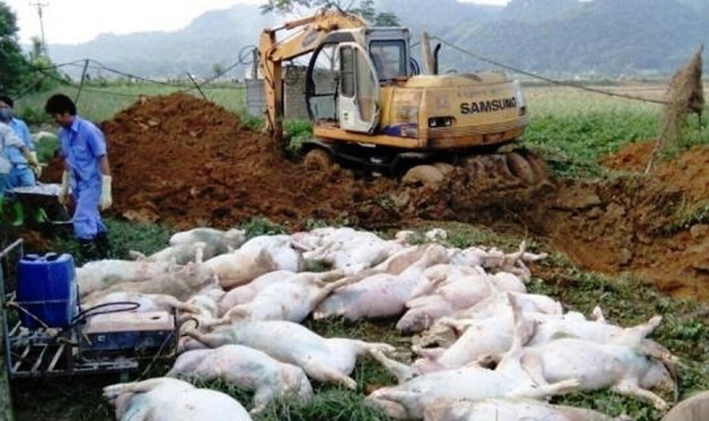 Dịch bệnh nguy hiểm lây lan: Đáng sợ mua bán lợn chết, lợn bệnh-1