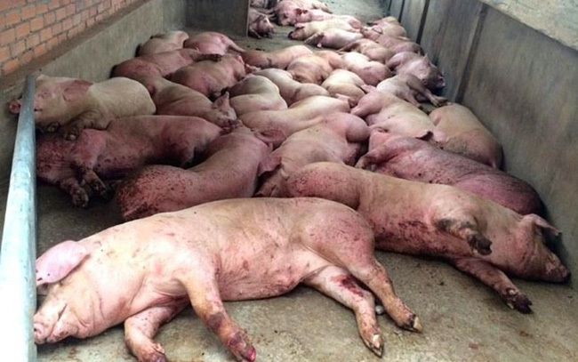 Dịch bệnh nguy hiểm lây lan: Đáng sợ mua bán lợn chết, lợn bệnh-2