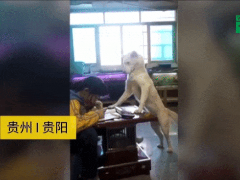 Ông bố Trung Quốc huấn luyện chó đứng canh con gái học bài