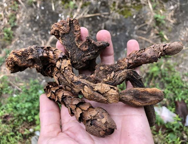 Quảng Ngãi: Thần dược cho quý ông không hiệu nghiệm thối lại tiền-4