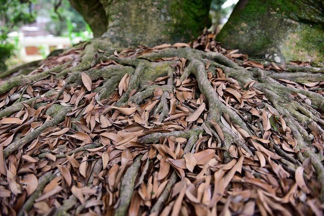 Bí ẩn cây vải tổ 200 năm được xác lập kỷ lục lâu đời nhất Việt Nam-10