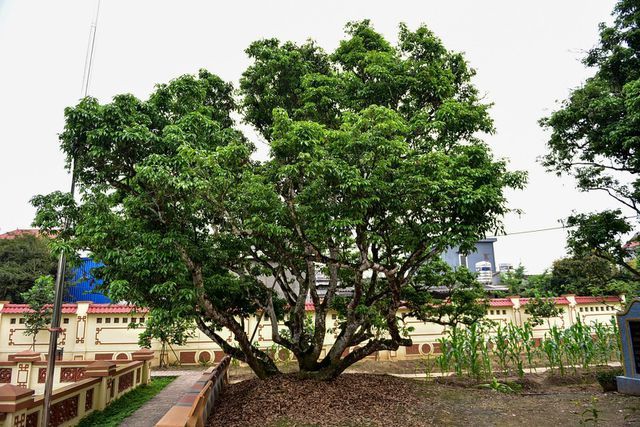 Bí ẩn cây vải tổ 200 năm được xác lập kỷ lục lâu đời nhất Việt Nam-12