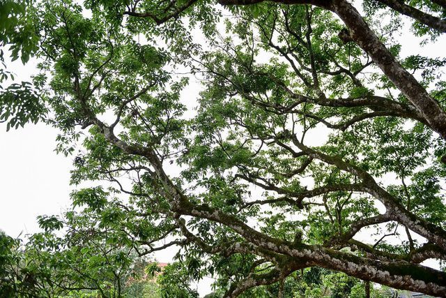 Bí ẩn cây vải tổ 200 năm được xác lập kỷ lục lâu đời nhất Việt Nam-4