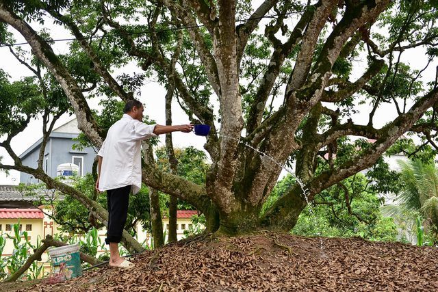 Bí ẩn cây vải tổ 200 năm được xác lập kỷ lục lâu đời nhất Việt Nam-5