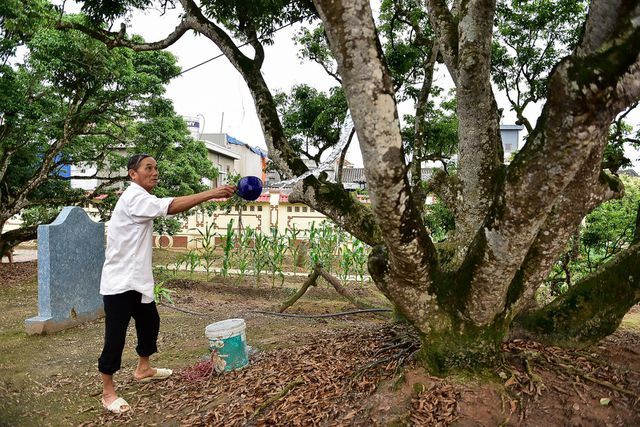 Bí ẩn cây vải tổ 200 năm được xác lập kỷ lục lâu đời nhất Việt Nam-6