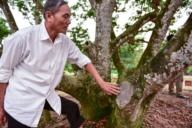 Bí ẩn cây vải tổ 200 năm được xác lập kỷ lục lâu đời nhất Việt Nam-7