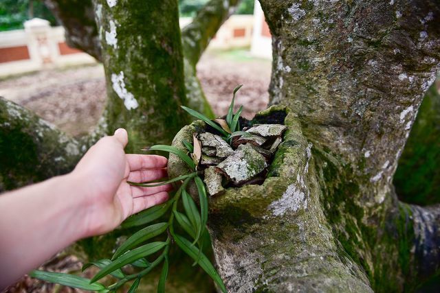 Bí ẩn cây vải tổ 200 năm được xác lập kỷ lục lâu đời nhất Việt Nam-8