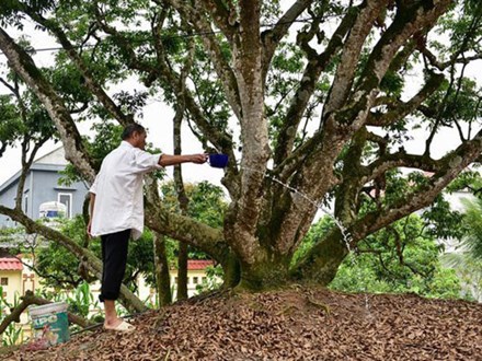 Bí ẩn cây vải tổ 200 năm được xác lập kỷ lục lâu đời nhất Việt Nam