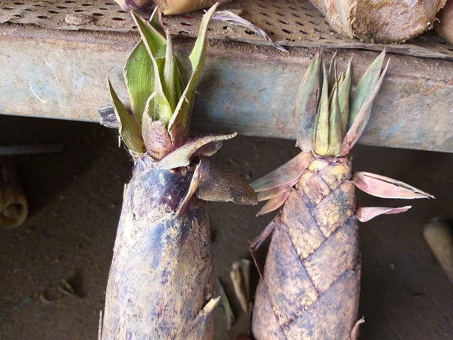 Gái xinh Sơn La bật mí cách phân biệt măng ngọt và măng đắng cực dễ-3