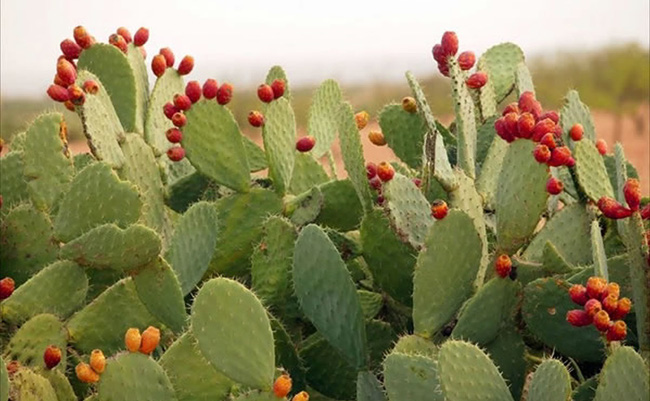 Chuyện thật như đùa: Xương rồng nấu canh là món ngon khó cưỡng, đặc sản của mùa hè miền Trung-1