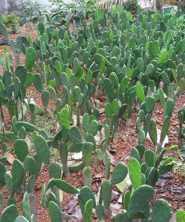 Chuyện thật như đùa: Xương rồng nấu canh là món ngon khó cưỡng, đặc sản của mùa hè miền Trung-2