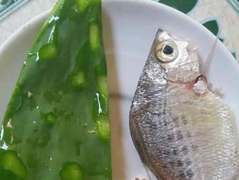 Chuyện thật như đùa: Xương rồng nấu canh là món ngon khó cưỡng, đặc sản của mùa hè miền Trung