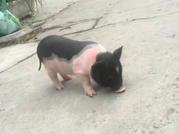 Sự thật về những con lợn mini làm thú cưng có giá bạc triệu-1