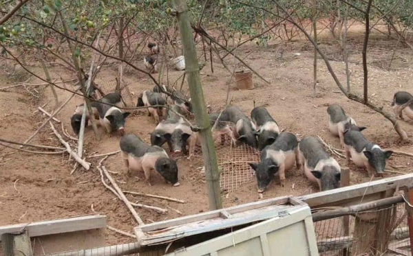 Sự thật về những con lợn mini làm thú cưng có giá bạc triệu-3
