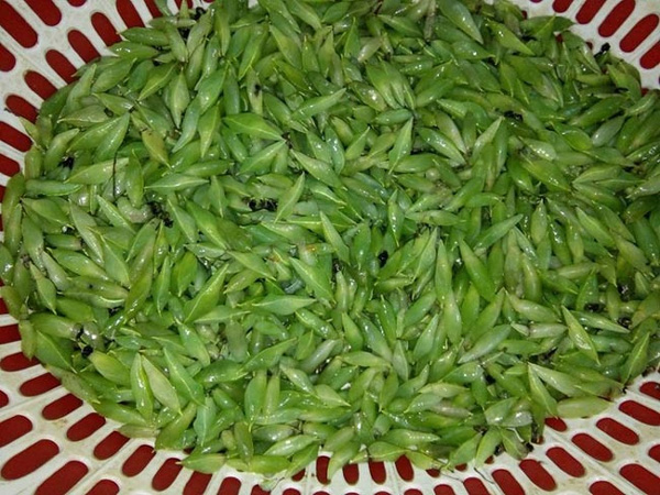 Món côn trùng chị em kinh sợ tránh xa lại là đặc sản vạn người mê-1