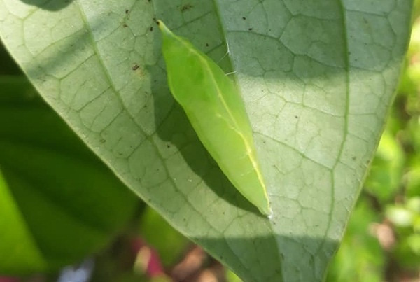 Món côn trùng chị em kinh sợ tránh xa lại là đặc sản vạn người mê-3