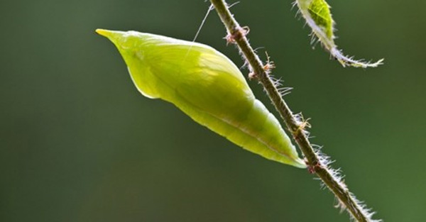 Món côn trùng chị em kinh sợ tránh xa lại là đặc sản vạn người mê-5