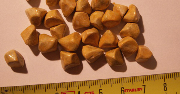 Cô gái bị thủng dạ dày, chỉ vì giảm cân theo cách nhiều người Việt đang làm-2