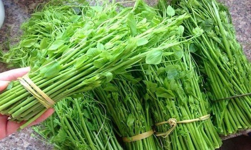 Rau rừng giá ‘chát’ được lòng bà nội trợ thủ đô-1