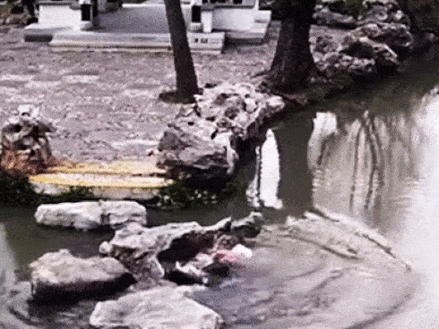 Đi chơi công viên, 2 bà cháu trượt chân ngã xuống hồ sâu và hành động của người bà khiến mọi người xúc động