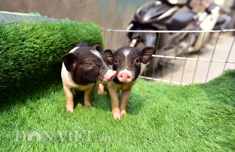 Ngắm lợn mini tiền triệu giới trẻ Hà thành săn lùng làm thú cưng-1