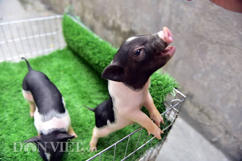 Ngắm lợn mini tiền triệu giới trẻ Hà thành săn lùng làm thú cưng-8