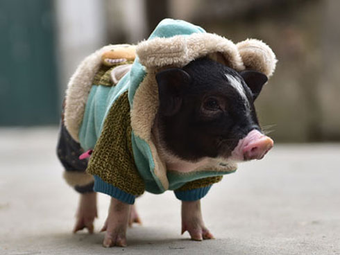 Trai 97 nuôi cả trăm con quái vật thú cưng rồng Nam Mỹ ở An Giang-10