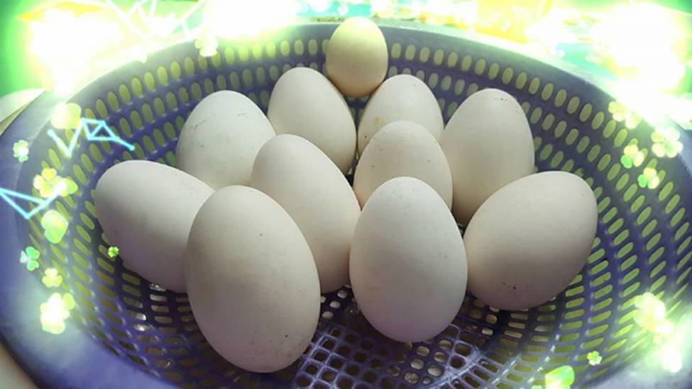 Phù phép vỏ trứng vứt đi thành sản phẩm có giá hàng triệu đồng-2