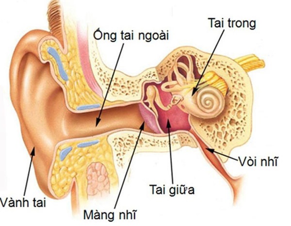 Dùng tăm bông ngoáy tai, người đàn ông bị nhiễm trùng não-2