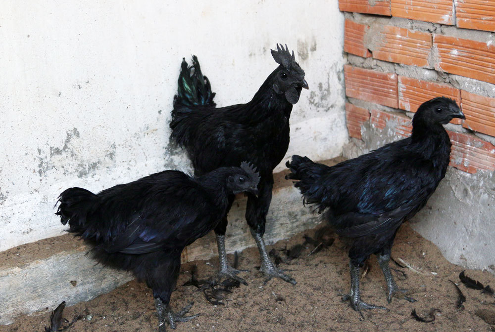 Chết mê nàng quý phi, anh kỹ sư Sài Gòn bỏ vợ về quê xây đời mới-9