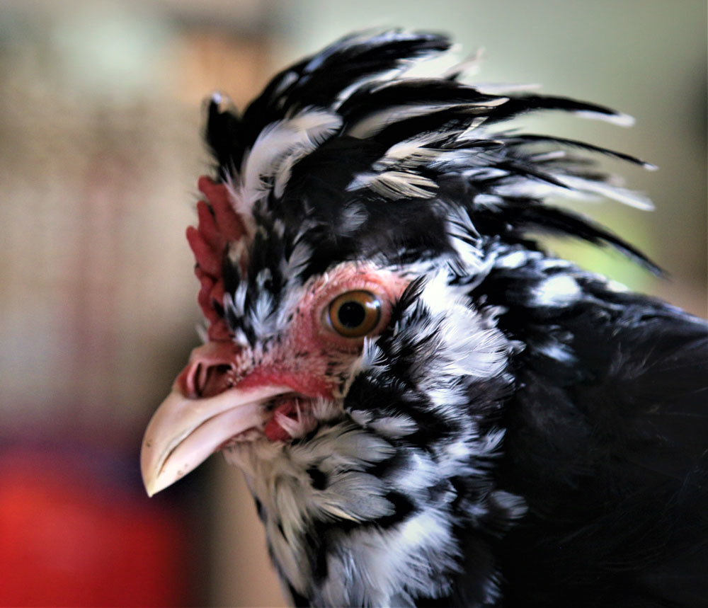 Chết mê nàng quý phi, anh kỹ sư Sài Gòn bỏ vợ về quê xây đời mới-2