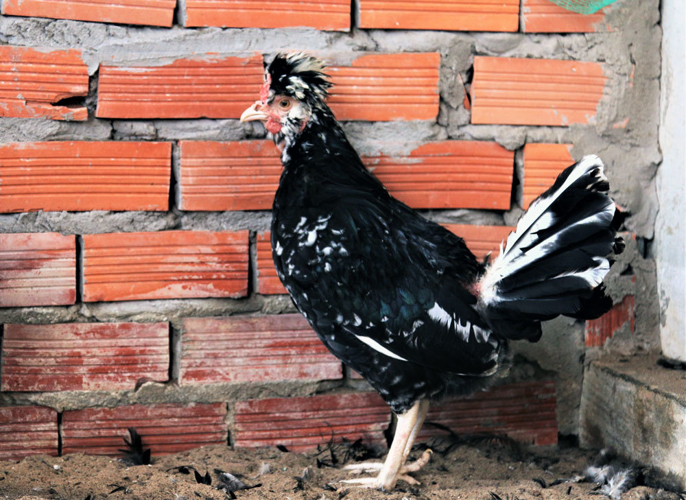 Chết mê nàng quý phi, anh kỹ sư Sài Gòn bỏ vợ về quê xây đời mới-5