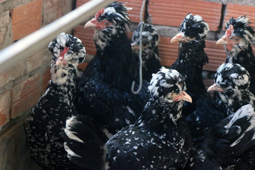 Chết mê nàng quý phi, anh kỹ sư Sài Gòn bỏ vợ về quê xây đời mới-6