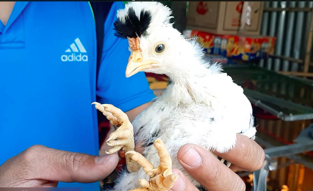 Chết mê nàng quý phi, anh kỹ sư Sài Gòn bỏ vợ về quê xây đời mới-7