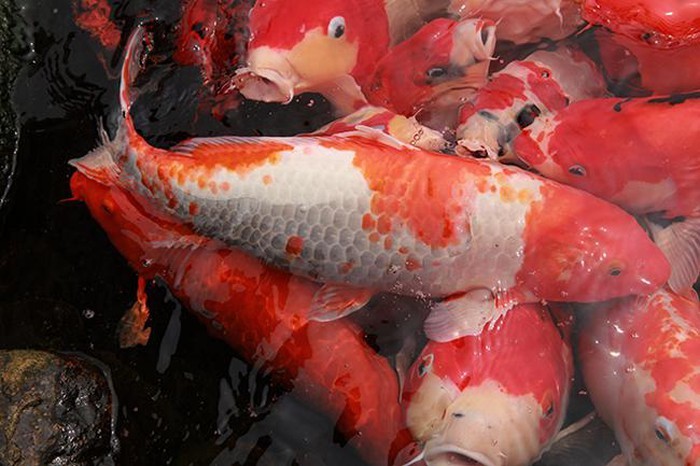 Khu vườn Nhật và đàn cá Koi 10 tỷ của đại gia Thái Nguyên-12