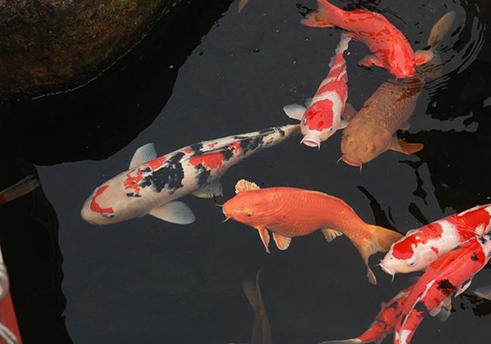 Khu vườn Nhật và đàn cá Koi 10 tỷ của đại gia Thái Nguyên-14