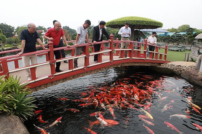 Khu vườn Nhật và đàn cá Koi 10 tỷ của đại gia Thái Nguyên-2