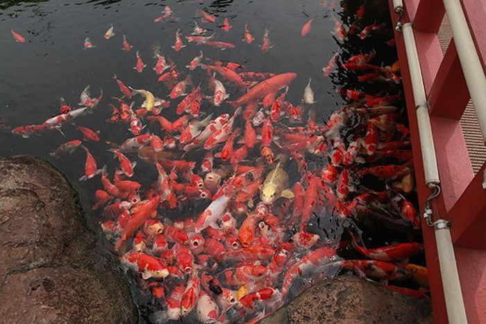 Khu vườn Nhật và đàn cá Koi 10 tỷ của đại gia Thái Nguyên-9