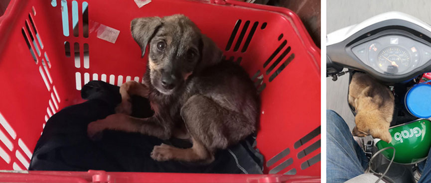 Ánh mắt ám ảnh của chú cún trơ xương nằm bên đường và hành động nghìn like’ của tài xế Grab-3