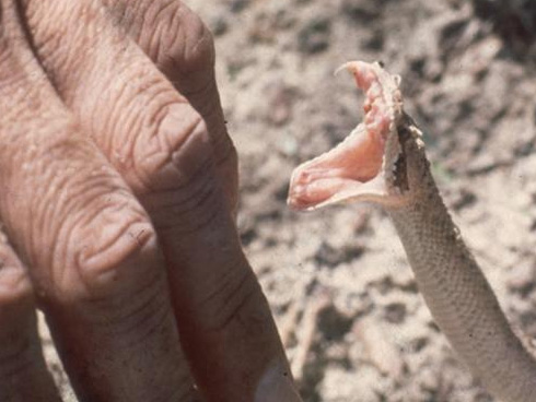 Đạp xe trên đường, hoảng loạn vì rắn hổ mang tấn công cảm tử-1