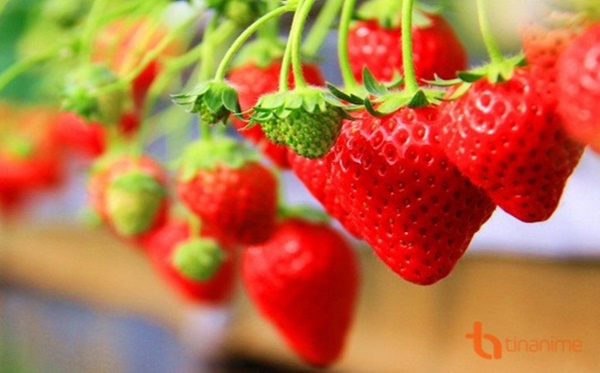 Những loại quả mọng mang đến lợi ích tuyệt vời cho sức khỏe-4