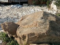 Cận cảnh rùa đá 'Hồn thiêng đất Việt' nặng 20 tấn, 600 triệu không bán