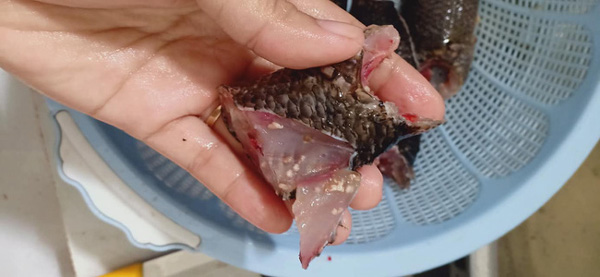 Team nội trợ lại sợ hãi với hình ảnh cá rô đồng có sán, ngo ngoe chui ra, hoang mang hỏi nhau biết ăn gì tối nay-1