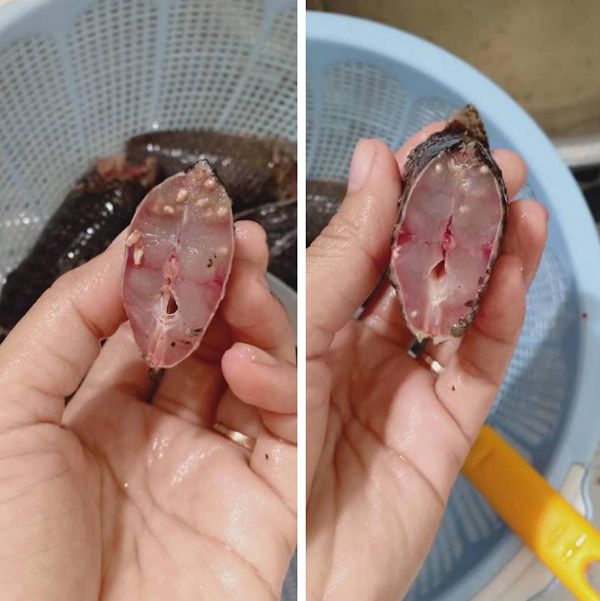 Team nội trợ lại sợ hãi với hình ảnh cá rô đồng có sán, ngo ngoe chui ra, hoang mang hỏi nhau biết ăn gì tối nay-2