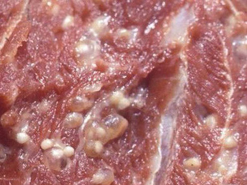 Vụ nghi tuồn thịt bẩn vào trường ở Bắc Ninh: Tiết lộ về hai cơ sở cung cấp thực phẩm-2