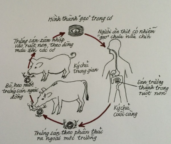 Nếu cứ ăn uống kiểu này thì nguy cơ nhiễm sán chẳng chừa một ai-4
