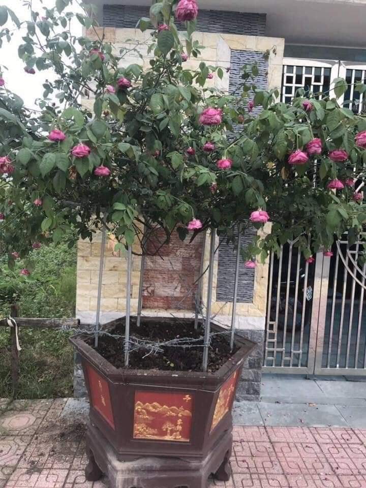 Lên mạng than thở vì mất gốc hoa hồng quý, thanh niên chẳng những không được an ủi lại còn bị bắng thậm tệ chỉ vì...-2